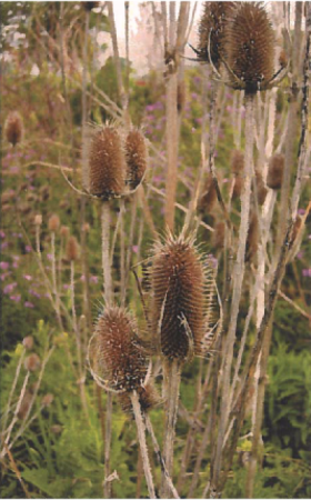 Light brown Teasel plant, which is a noxious plant, left from a previous season. 